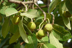 Madhuca longifolia var. latifolia